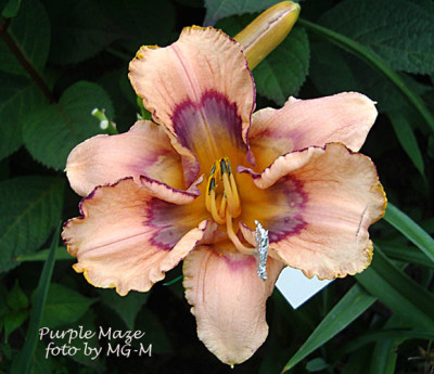 Purple-Maze1.jpg