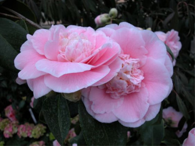 KAMELIE.C.M.WILSON.jpg
