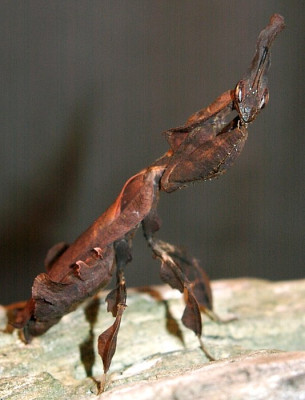 09080011_ePhyllocrania_paradoxa_w.JPG