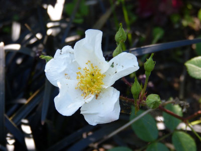 2015-06-28 Rosen 'Clematisrose'.jpg