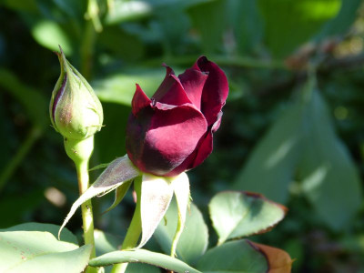 2015-06-28 Rosen 'Ilios'.jpg