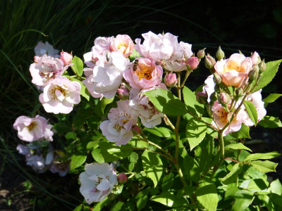 2015-06-28 Rosen 'Lupe's Buttons'.jpg