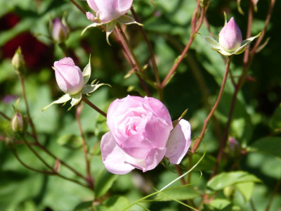 2015-06-28 Rosen 'Mozarts Lady'.jpg