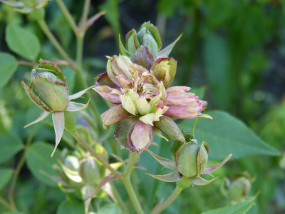 2015-06-28 Rosen Rosa viridiflora.jpg