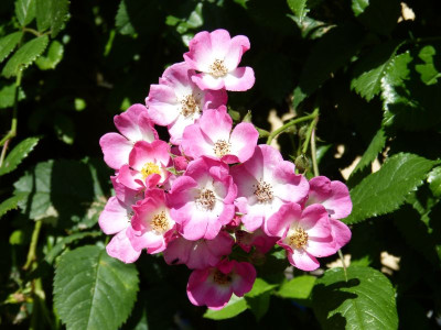 2015-06-28 Rosen 'Mozart' 1.jpg