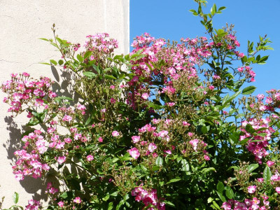 2015-06-28 Rosen 'Mozart' 2.jpg