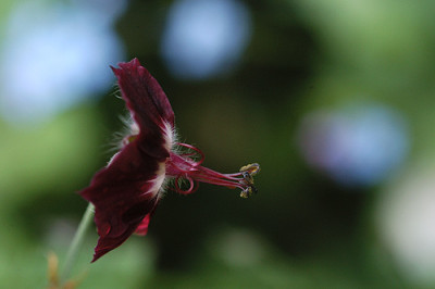 Geranium_phaeum3_4639.jpg