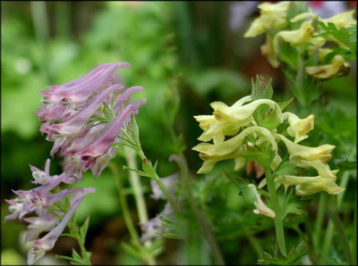 Corydalis_spec._ex_Junnan..JPG