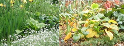 Hosta_xx.JPG