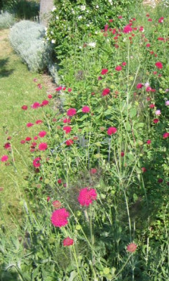 knautia_makedonia_20060602.jpg