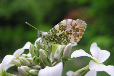 Aurora-Hesperis.jpg
