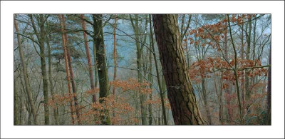 Waldansichten_1_28-02-06.jpg