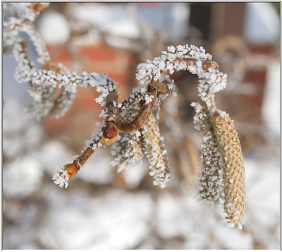 Schnee_und_Eis.JPG