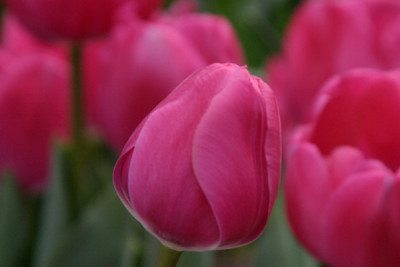 Tulpe-Feb-03.jpg