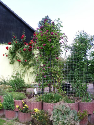 Clematis + Rose Bleu Magenta 013.JPG