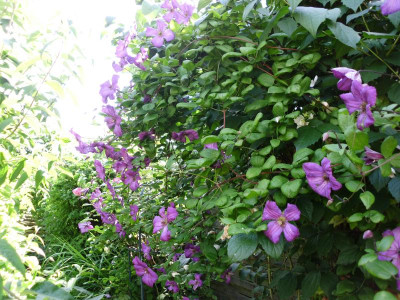 Clematis + Rose Bleu Magenta 007.JPG