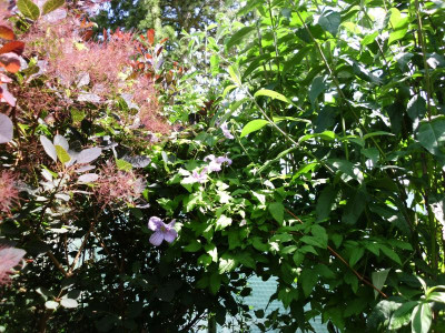 Clematis + Rose Bleu Magenta 008.JPG