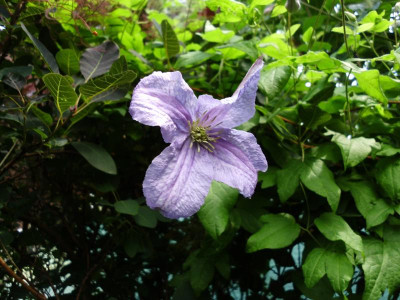 Clematis + Rose Bleu Magenta 009.JPG
