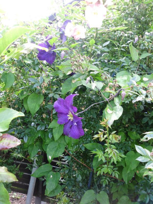 Clematis + Rose Bleu Magenta 012.JPG