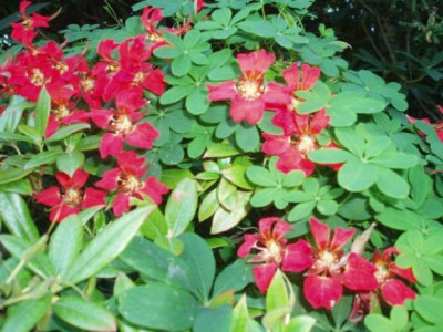 Tropaeolum_spec..jpg