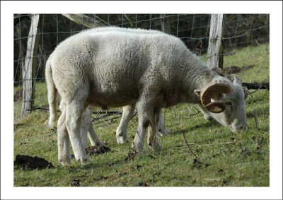 Tiere_1_19-02-06.jpg
