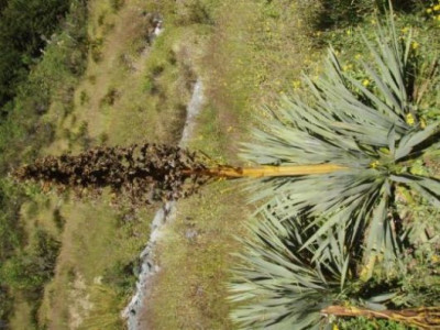 Aciphylla_spedenii.jpg