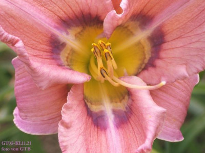 GT05-KL11.21_Huckleberry_Candy_X_Flock_Of_Doves_20011.jpg