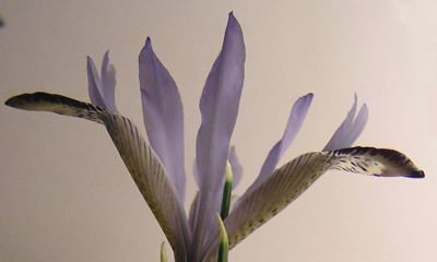 Iris_myster_lateral.jpg