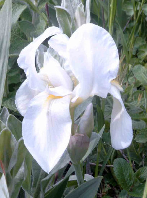 Irisflorentina.jpg