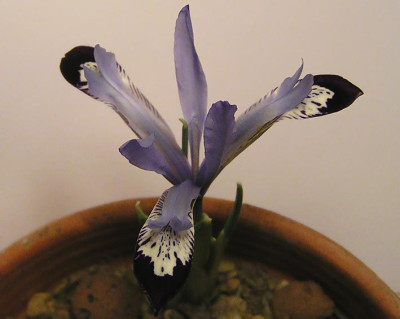 Iris_myster_vonoben.jpg