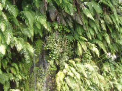 Blechnum.jpg