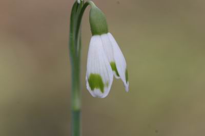 Groenanderungnivalis-Decora_7790.JPG