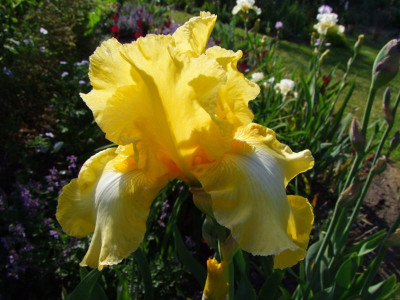Fringe of Gold.JPG