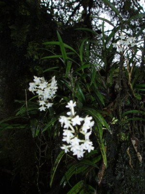 orchidee.jpg