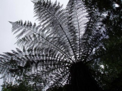 cyathea.jpg