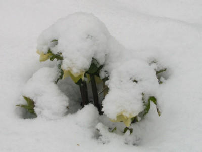 Helleborus-Hybride-010306-k.jpg