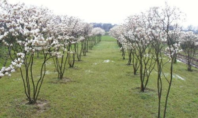 Amelanchier.jpg
