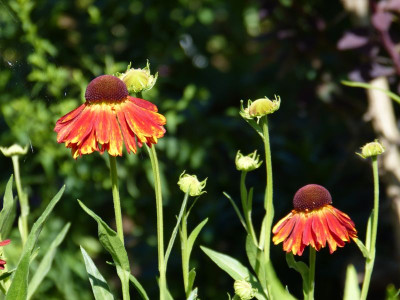 2015-06-28 Helenium 'Moerheim Beauty'.jpg