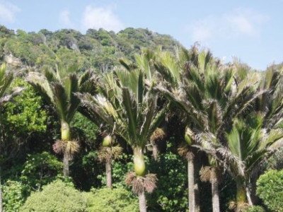 palme.jpg