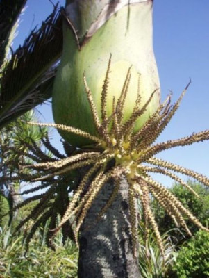 palmenblute.jpg