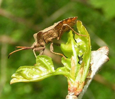 Coreus_marginatus_-_Lederwanze_03.jpg