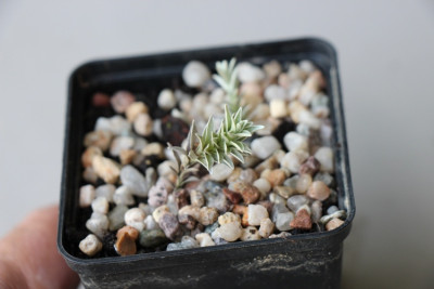Leucogenes neglecta.jpg