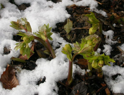Helleborus_gelb.jpg