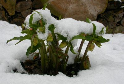 Helleborus_gefullt_wei.jpg