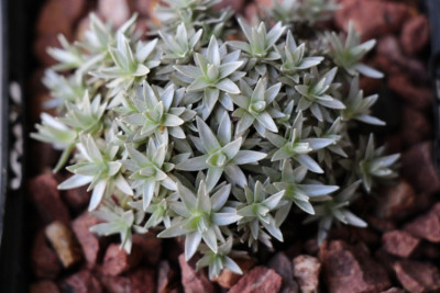 Leucogenes tarahaoa (2).jpg