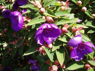 tibouchina.jpg