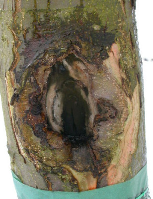 Obstbaumkrebs_3.jpg