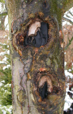 Obstbaumkrebs_4.jpg