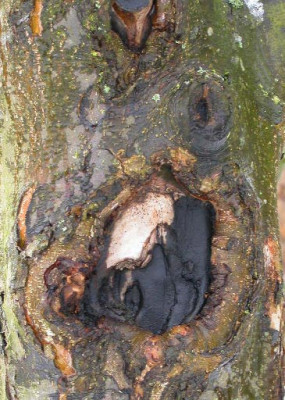 Obstbaumkrebs_2.jpg