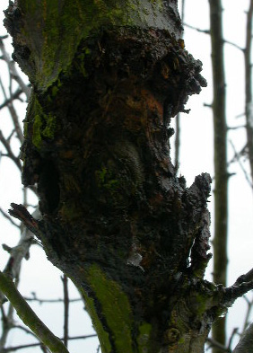 Obstbaumkrebs_1.jpg